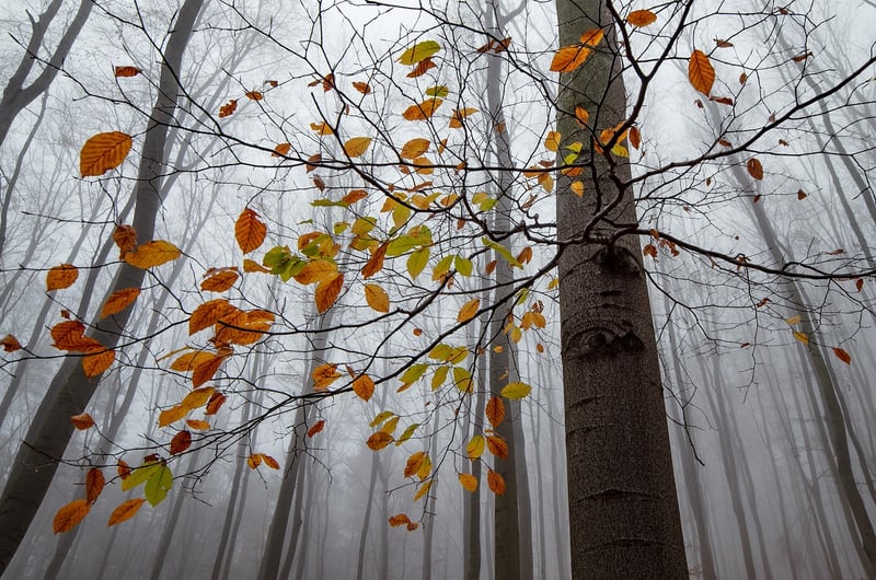 Seasonal Forest Buffet
